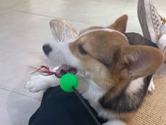 -Heymao猫咖.咖啡厅(东门店)