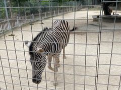 -泉州海丝野生动物世界