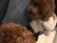 -爱妮康宠物医院·干细胞免疫细胞·肿瘤·心脏(张江店)