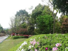 -铁山坪森林公园