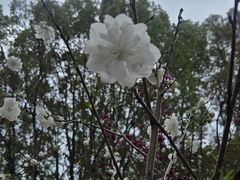 -南汇桃花村