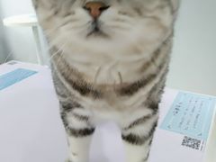 -喵的天空名猫咖啡馆·撸猫·猫舍·用品