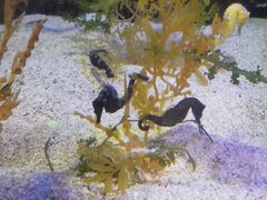 -正佳极地海洋世界