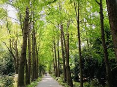 -上海滨江森林公园