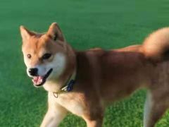 -北京京卫宠物寄养训练中心