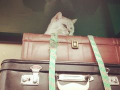 -猫咪博物馆(顶澳仔猫街店)