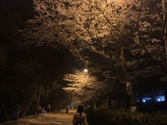 -武汉大学-樱园