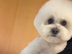 -帕帕拉兹宠物(亚洲旗舰店)