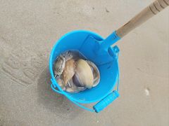 -日照海滨国家森林公园