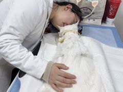 -美联众合动物医院·24h转诊中心