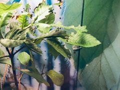 -上海大自然野生昆虫馆(东方明珠·爬宠昆虫探索中心)