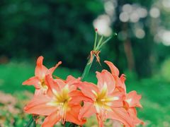 -中国科学院华南植物园