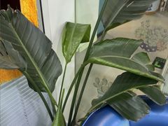 -雅德嘉口腔(时雨园店)