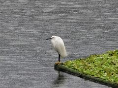 -重庆彩云湖湿地公园