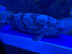 -成都浩海立方海洋公园