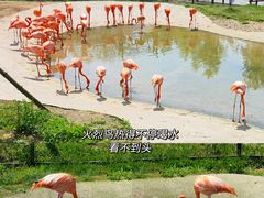 -武汉动物园