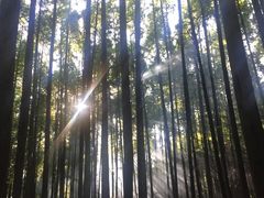 -山王坪喀斯特国家生态公园