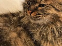 -Cappucimeow猫咪咖啡馆(韦伯时代店)