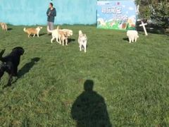 -趣玩宠物乐园寄养训犬训狗游泳池
