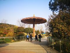 -铁山坪森林公园