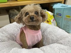 -爱妮康宠物医院·干细胞免疫细胞·肿瘤·心脏(张江店)