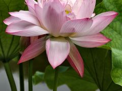 -陈家山荷花公园