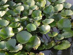 -长春市南湖公园