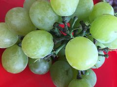 -马陆小张葡萄园农家乐