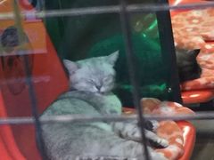-猫咪博物馆(顶澳仔猫街店)