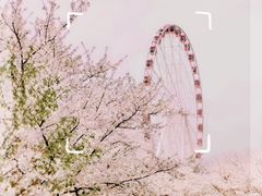 -顾村公园
