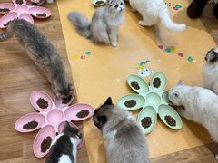 -COLOR PETS 撸猫馆·购猫·猫咖(长风大悦城店)