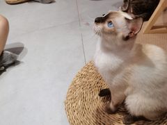 -Heymao猫咖.咖啡厅(东门店)