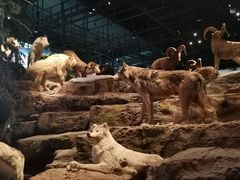 -武汉园博园(武汉自然博物馆)