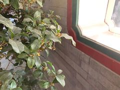 -宫事颐庭·老佛爷贵寿下午茶(颐和园店)