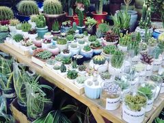 -双季花艺园艺市场(浦东店)
