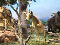 -国家自然博物馆