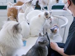 -喵的天空名猫咖啡馆·撸猫·猫舍·用品