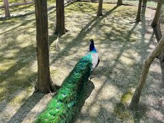 -昆山城市生态森林公园