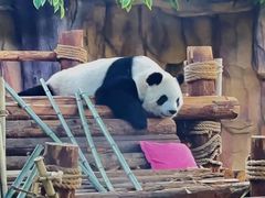 -泉州海丝野生动物世界