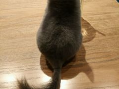 想偷喝我的冰柚茶的小龙猫-藦茜花园宠物主题亲子互动体验馆(国顺东路店)