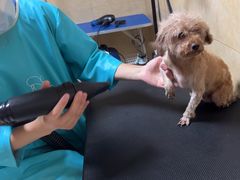 -佳雯宠物医院·皮肤科·内外科(春晓路分院)