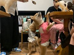 -猫色咖啡·猫咖
