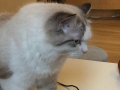 -滚猫咖啡·猫咖·猫友好撸猫(未来城店)