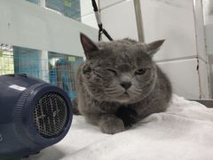 -萌兽医馆·宠物医院·猫骨科(创景店)