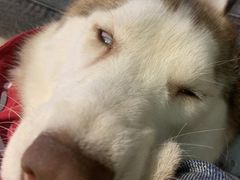 -Husky Go! 哈士奇体验馆·宠物咖啡厅狗咖