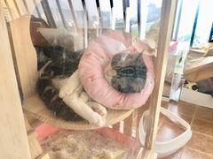 -伟伟宠物医院·CT影像中心·瑞派犬猫综合性门诊(汉口总院)
