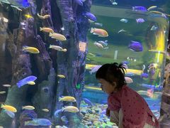 -西双版纳原始森林公园