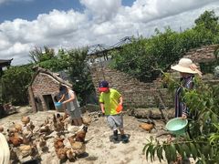-樂桃源奉贤黄桃种植采摘基地