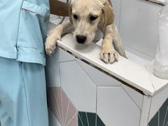 -瑞鹏宠物医院犬猫全科(真大分院)