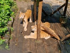 -广州长隆野生动物世界